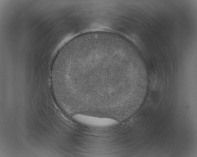 X0000080741363200701121926