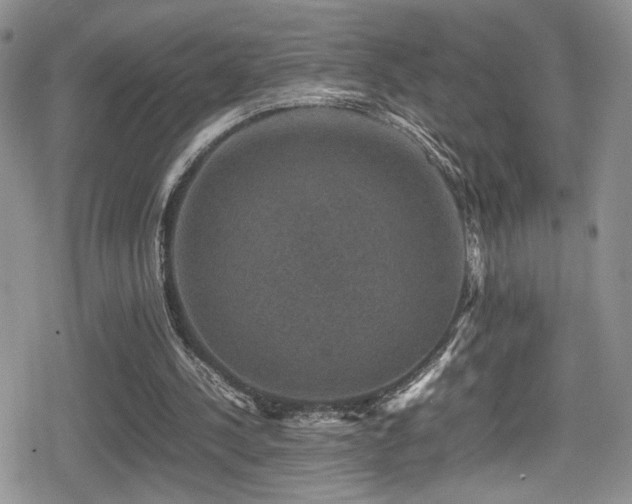 X0000080750244200612151321