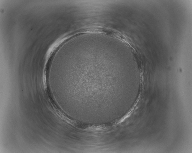 X0000080750294200612151321