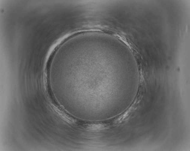 X0000080750342200612151320