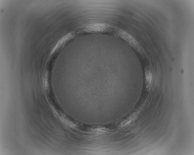 X0000080750396200612151320