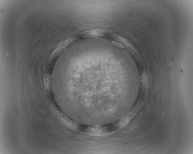 X0000080750423200612151319