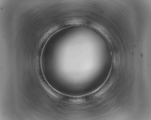 X0000080750445200612151318