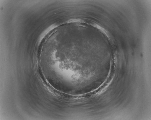 X0000080751117200612151307