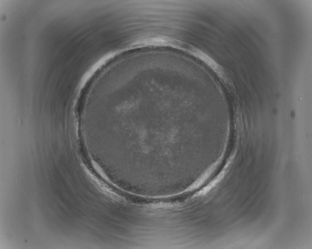 X0000080751118200612151307