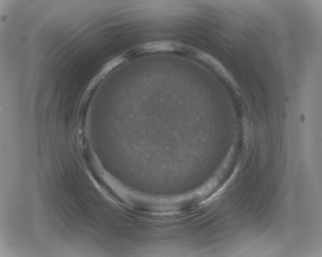 X0000080751225200612151306