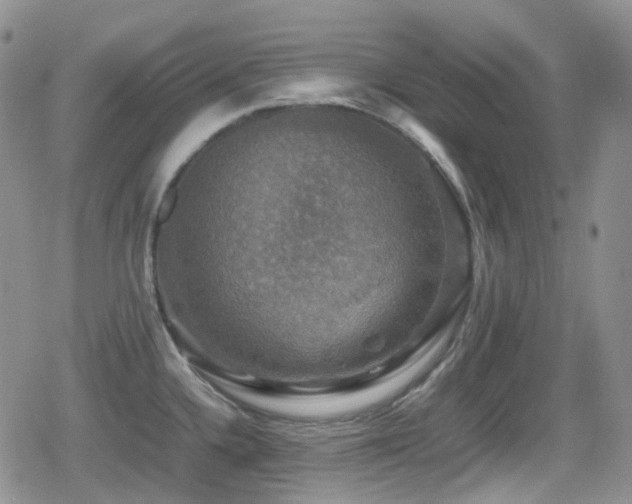 X0000080751336200612151305