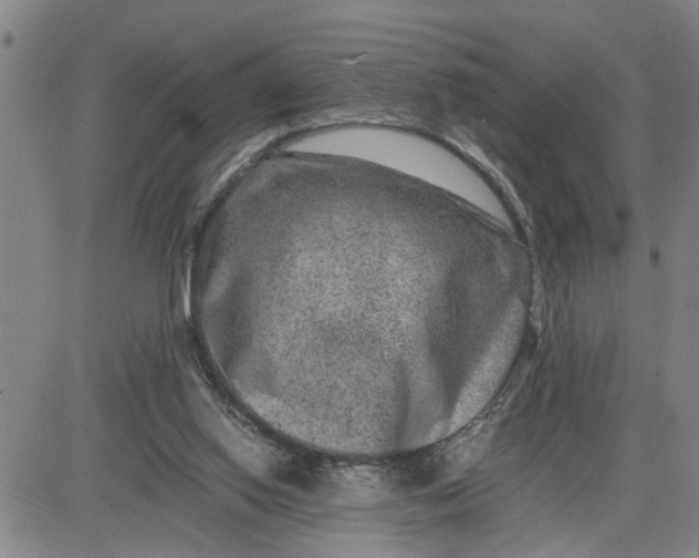 X0000080750062200701021041