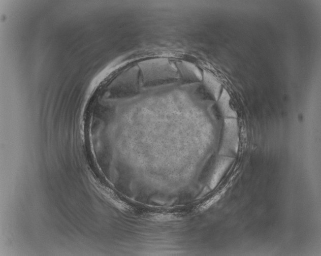 X0000080750246200701021038