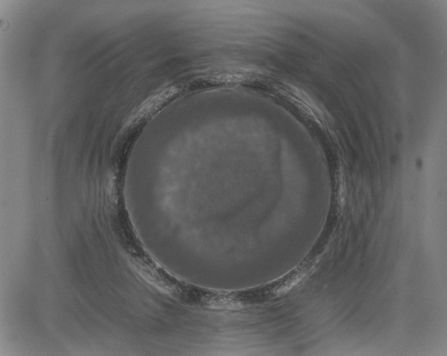 X0000080750258200701021038