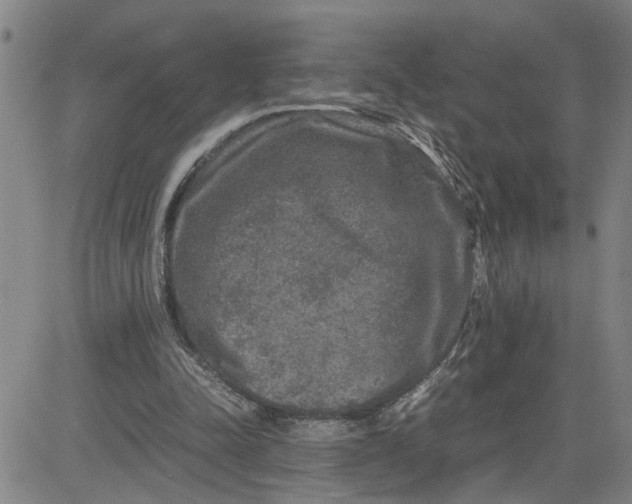X0000080750342200701021036