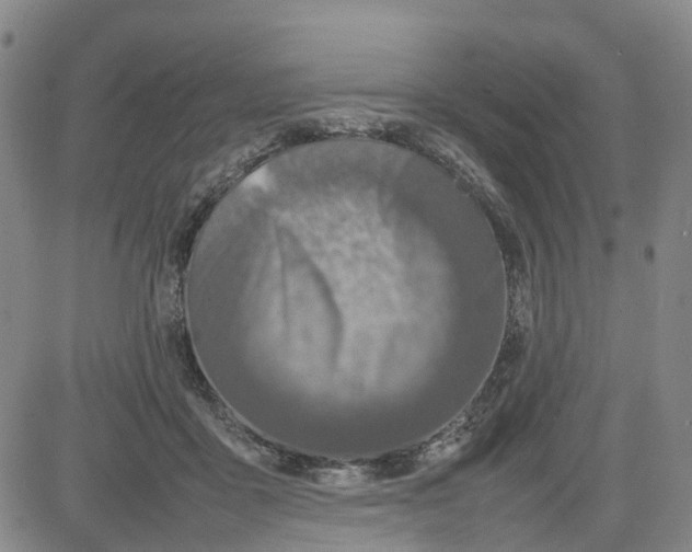 X0000080750411200701021036