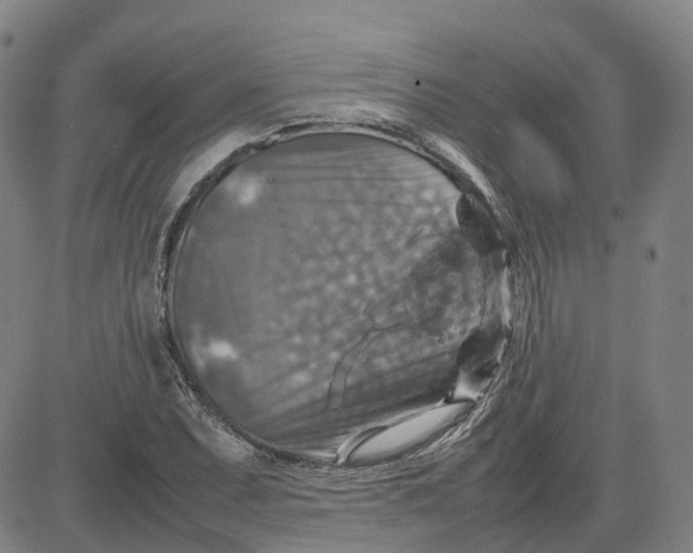 X0000080751071200701021025