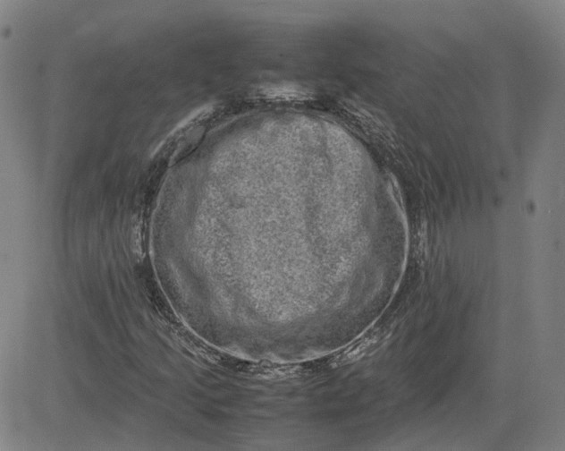X0000080751205200701021022