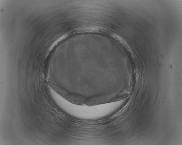 X0000080751210200701021022