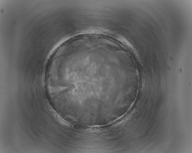 X0000080751216200701021022