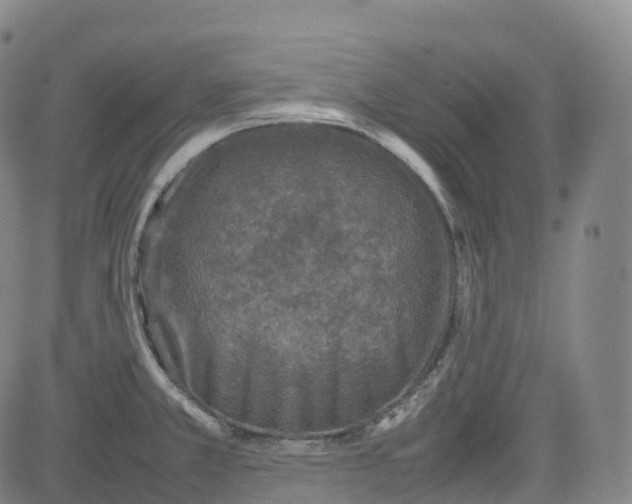 X0000080751381200701021020