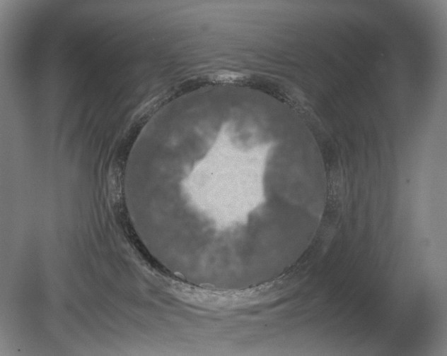X0000080750043200701051221