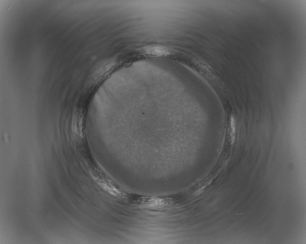 X0000080750330200701051217