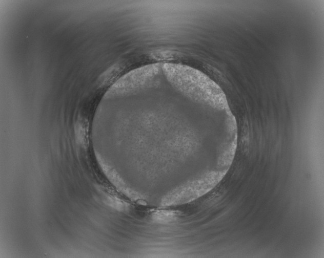 X0000080750332200701051217