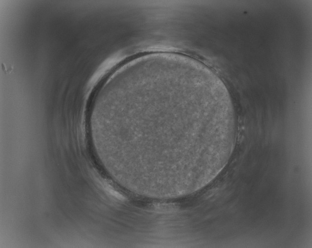 X0000080750296200701122010