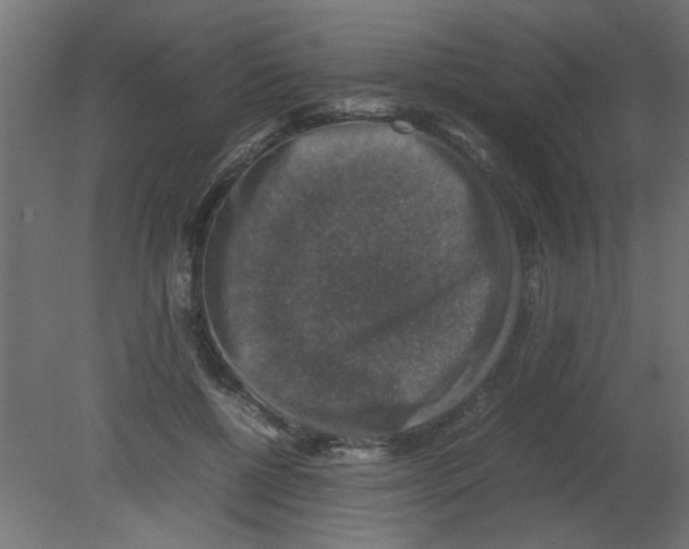 X0000080750552200701122006