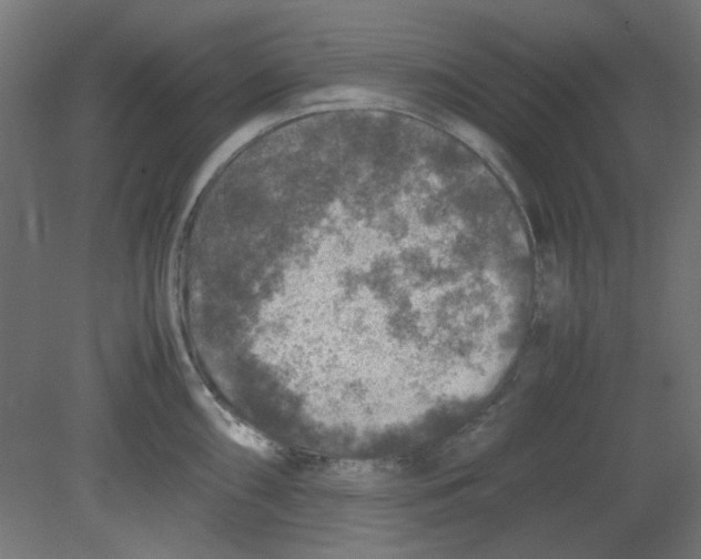 X0000080751098200701121956