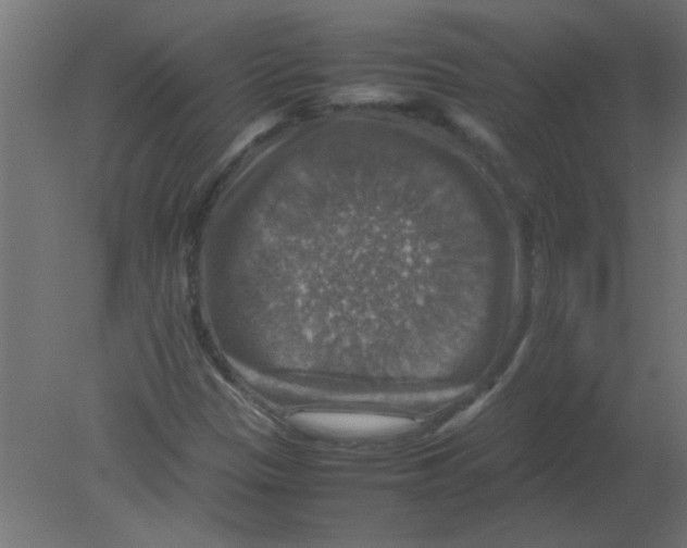X0000080751305200701121952