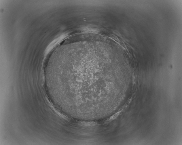 X0000080760245200701021103