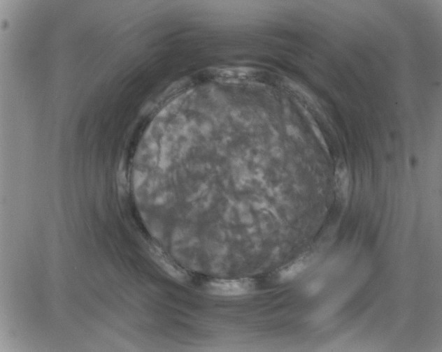 X0000080760381200701021102