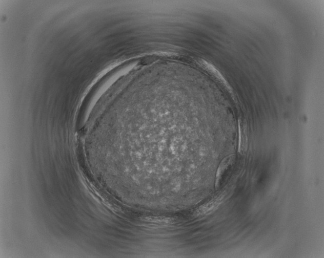 X0000080760435200701021100