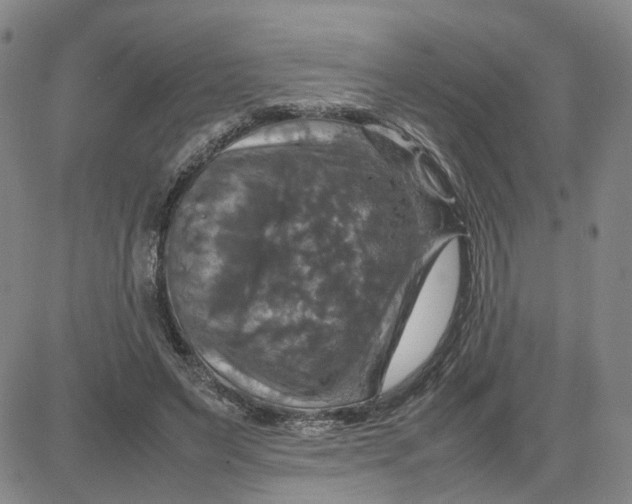X0000080760495200701021100