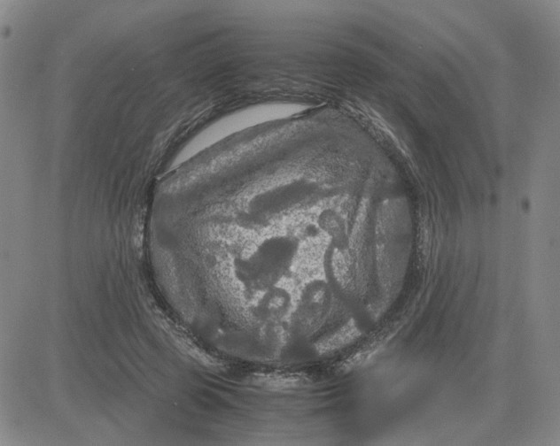 X0000080760545200701021059