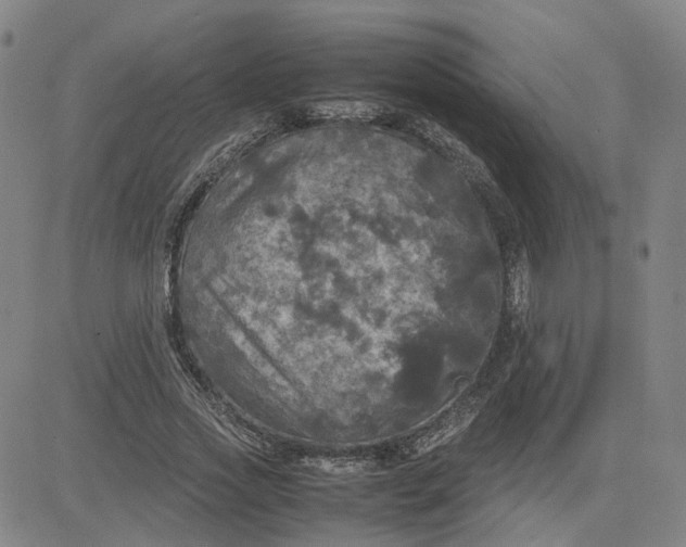 X0000080760733200701021055