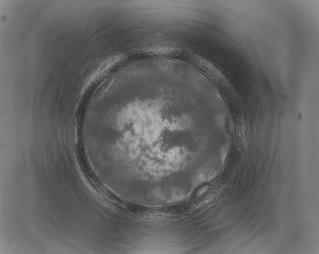 X0000080760734200701021055