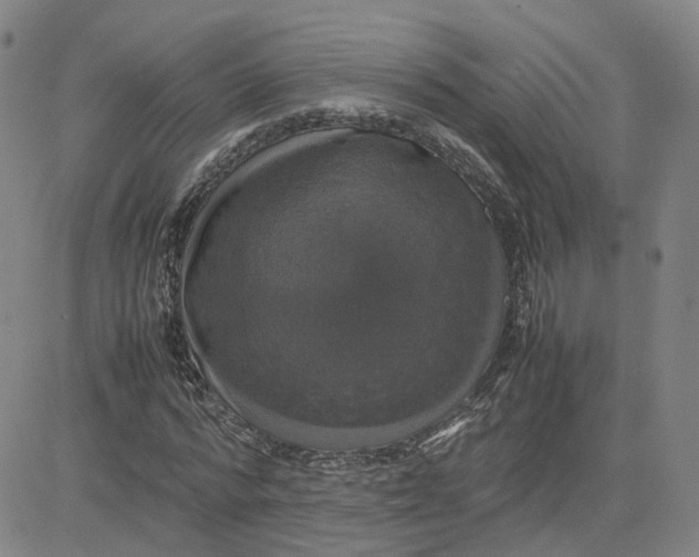 X0000080760776200701021055