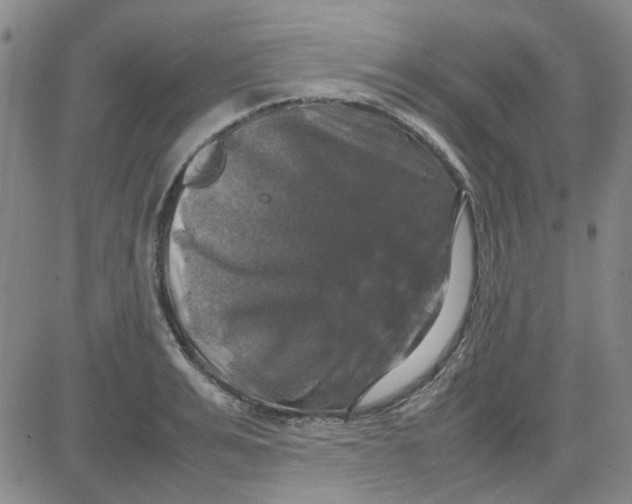 X0000080760991200701021052