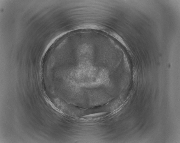 X0000080761116200701021049