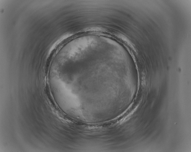 X0000080761117200701021049