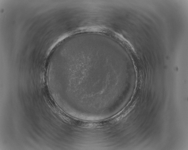 X0000080761166200701021049