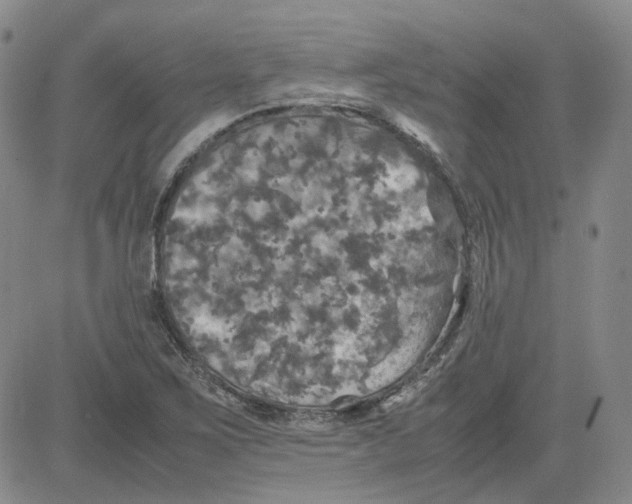 X0000080761267200701021047