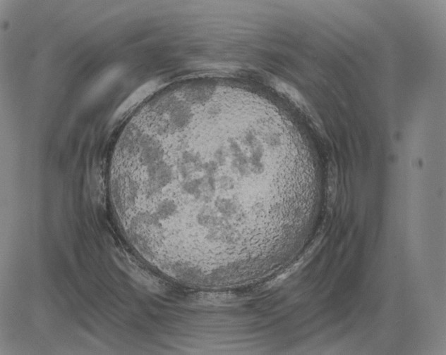 X0000080761354200701021046
