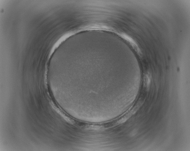 X0000080761374200701021045