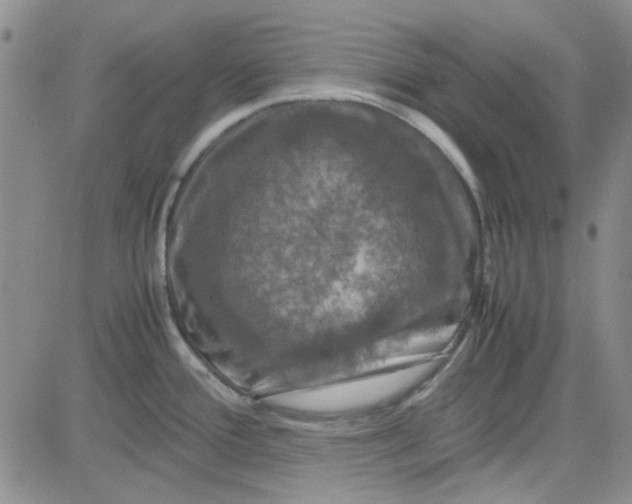 X0000080761388200701021045