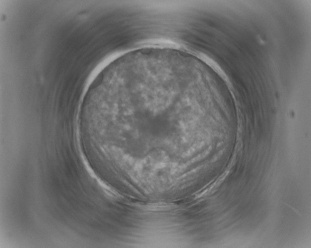 X0000080761440200701021045