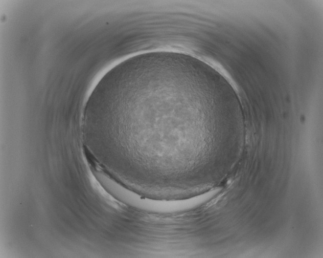 X0000080761532200701021043
