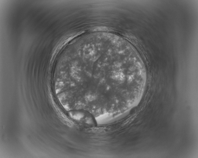 X0000080760049200701051246
