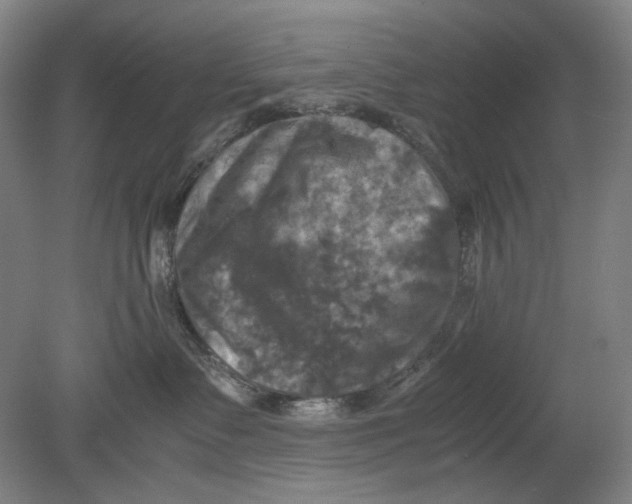 X0000080760335200701051242