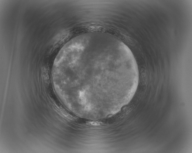 X0000080760654200701051237