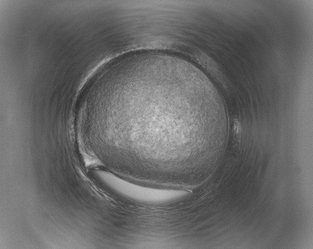 X0000080760676200701051237